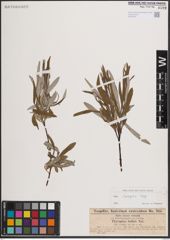 Foto von Salix eleagnos Scop.